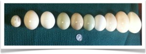 Variation in egg size from small (a tiny duck egg) to large (2 goose eggs). The bright white eggs are standard chicken eggs from the grocery store.